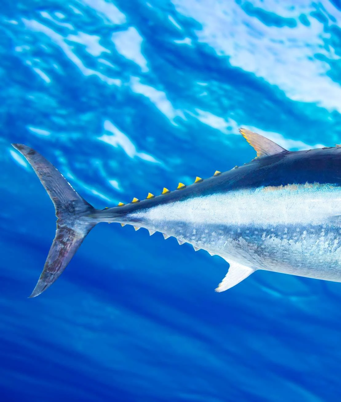 Tuna berenang di perairan biru